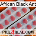 African Black Ant 19